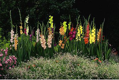 时光6转 经9不衰 CHERRY 69周年新品来袭狂欢大促